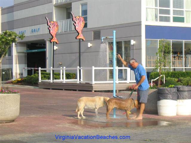 Virginia Beach Boardwalk - Man washing dogs 